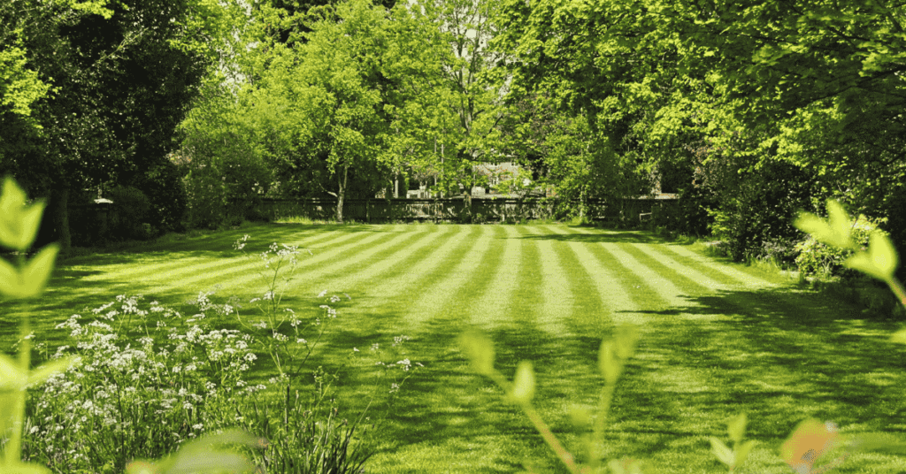 Summer Lawn Care Tips for Massachusetts Homeowners