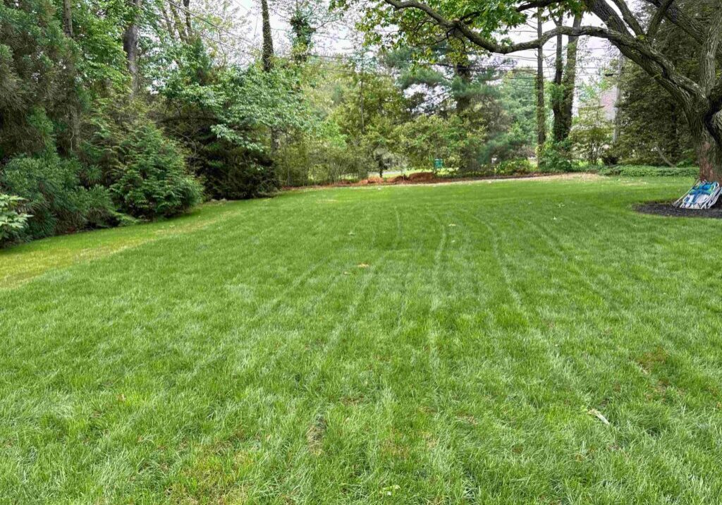 Sod After - 2