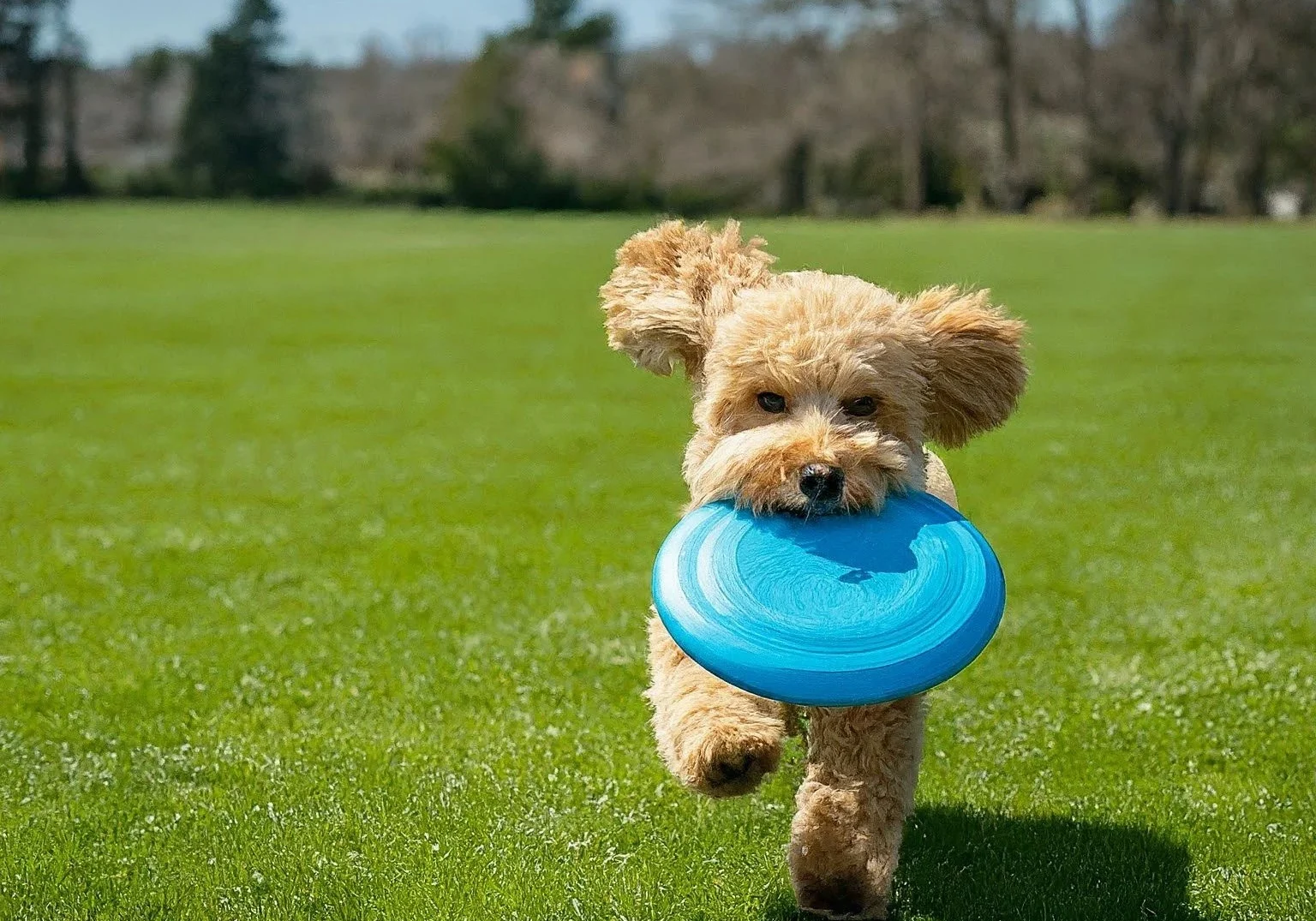 new-dog Hero